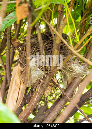 Wild Bird Nest mit Kunststoff, der Teil des Nestes zu Zeile Stockfoto