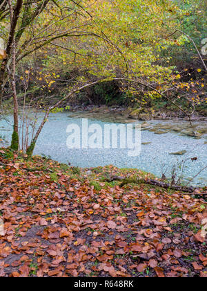 Erlen beugte sich über die blaue kristallklare Wasser des Flusses in den Wald. River Bank mit einem Teppich aus braunen Laub bedeckt. Stockfoto