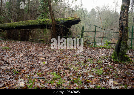 Linn Woodland Park, Glasgow, Schottland Stockfoto