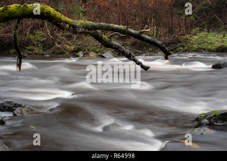 Linn Woodland Park, Glasgow, Schottland Stockfoto