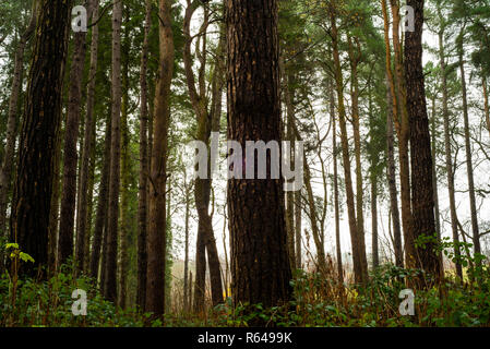 Linn Woodland Park, Glasgow, Schottland Stockfoto