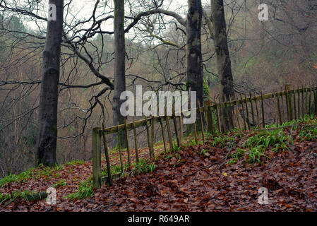 Linn Woodland Park, Glasgow, Schottland Stockfoto