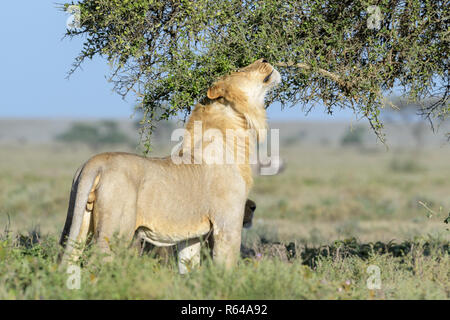 Männliche Löwe (Panthera leo) Markierung von einem Baum auf Savanne, Ngorongoro Conservation Area, Tansania. Stockfoto