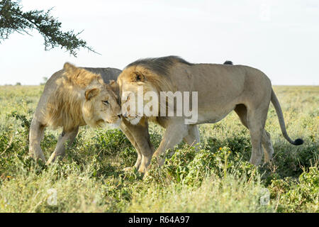 Zwei männliche Löwe (Panthera leo) Brüder Zuneigung zeigen, gemeinsam auf Savanne, Ngorongoro Conservation Area, Tansania. Stockfoto