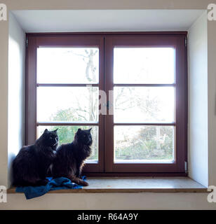 Zwei schwarze Katzen auf der Fensterbank Stockfoto