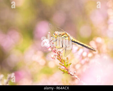 Schwarz Darter sitzen auf pink Heather Stockfoto