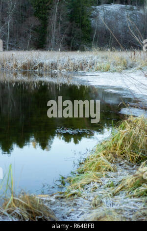 Frosty Reed ist in einem teilweise zugefrorenen See wider. Das Wasser spiegelt die grünen Tannen. Vertikale. Stockfoto