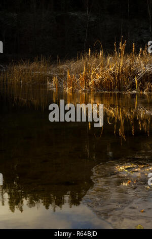 Frosty Reed ist in einem See spiegeln und beleuchtete vom goldenen Licht des Sonnenaufgangs. Eine kleine Menge von einem verschwommenen, verträumt, Gefühl. Vertikale. Stockfoto