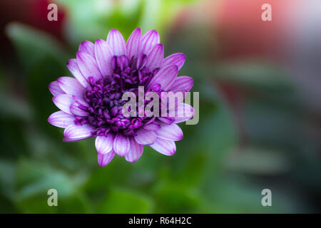 Eine violette Gänseblümchen Gerbera auf eine reine Soft Hintergrund mit Platz für Text Stockfoto