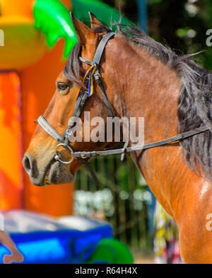 Ein Pferd ist in der Natur. Porträt eines schönen, braunen Pferd in ein Pferd Kabelbaum mit langer Mähne in Bewegung. Stockfoto