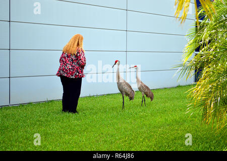 Dame mit zwei kanadakranichen Lateinischer Name Grus canadensis Stockfoto