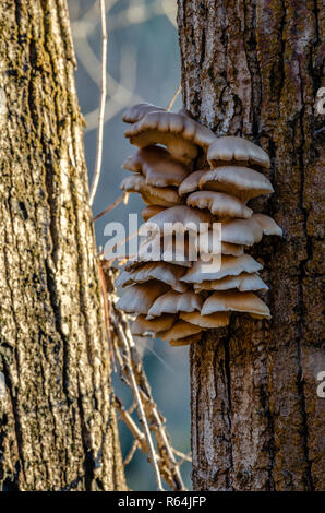 Austernpilze In der Kleinen Spokane Natural Area Stockfoto