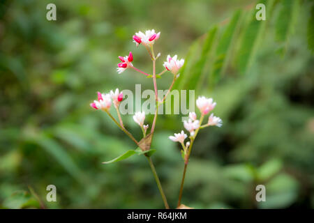 Wilde weiß gras Blume in tropischen Wald Stockfoto