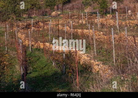 Weinbau in Bhamdoun, Berg Libanon, Libanon Stockfoto