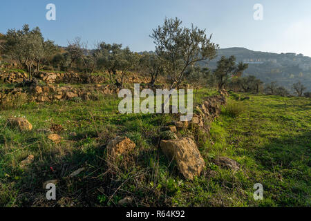 Weinbau in Bhamdoun, Berg Libanon, Libanon Stockfoto