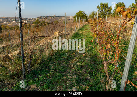 Weinbau in Bhamdoun, Berg Libanon, Libanon Stockfoto