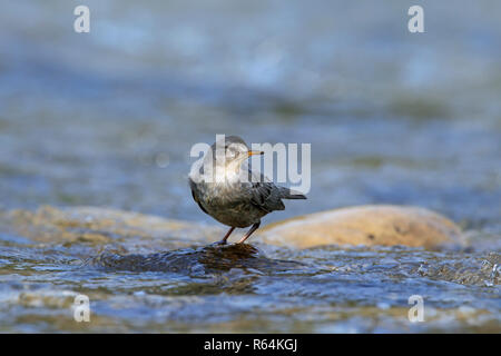 Amerikanische Pendelarm/water ouzel (Cinclus mexicanus) Jugendliche auf Rock im Stream, beheimatet in den gebirgigen Regionen der Zentral- und Nordamerika Stockfoto