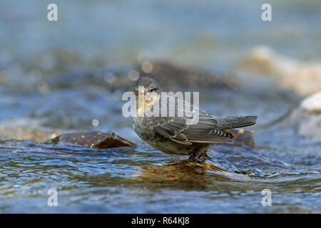 Amerikanische Pendelarm/water ouzel (Cinclus mexicanus) Jugendliche auf Rock im Stream, beheimatet in den gebirgigen Regionen der Zentral- und Nordamerika Stockfoto