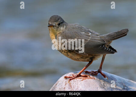 Amerikanische Pendelarm/water ouzel (Cinclus mexicanus) Jugendliche auf Rock im Stream, beheimatet in den gebirgigen Regionen der Zentral- und Nordamerika Stockfoto