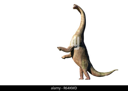 Brachiosaurus altithorax aus dem späten Jura in Aktion (3d-Abbildung auf weißem Hintergrund) Stockfoto