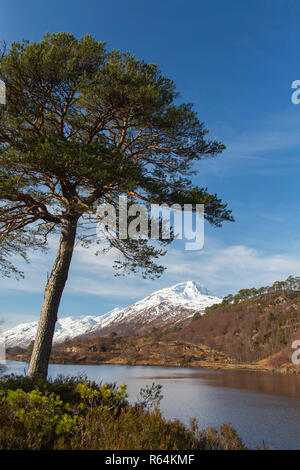 Gemeine Kiefer (Pinus sylvestris) der Kaledonischen Wald entlang Loch Affric im Winter, Glen Affric, Inverness-shire, Highlands, Highland, Schottland Stockfoto