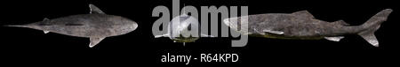 Grönland shark auf schwarzem Hintergrund isoliert, Somniosus Microcephalus in verschiedenen Ansichten Stockfoto