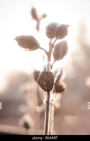 Vertikale Foto mit trockenen Hibiscus Blüten. Blüten sind braun und mit Spinnweben bedeckt. Frost und Eis ist die Stiele und Blüten. Wird die Anlage in erfasst Stockfoto