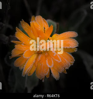 Platz Foto mit Ringelblume blühen. Bloom hat helle orange Farbe auf den Blättern. Alle Blätter sind durch die ersten Winter Frost und Eis bedeckt. Rest der Anlage Stockfoto