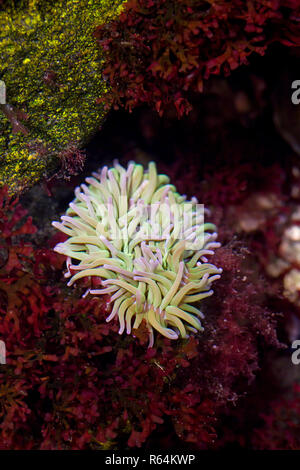 (Beadlet anemone Actinia Equina) im Rock Pool, Seeanemone gefunden, die auf das steinige Ufer aus Westeuropa und das Mittelmeer, Südafrika Stockfoto