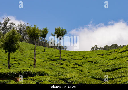 Munnar ist ein Hill Station & ehemalige Resort für British Raj Elite, von sanften Hügeln übersät mit Teeplantagen in den späten 1900 umgeben Stockfoto