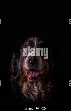 Vertikale Foto mit Portrait von erwachsenen weiblichen Berner Sennenhund. Hund hat geöffnet lächelnden Mund mit großen rosa Zunge. Fell hat weiß, orange und schwarz Co Stockfoto