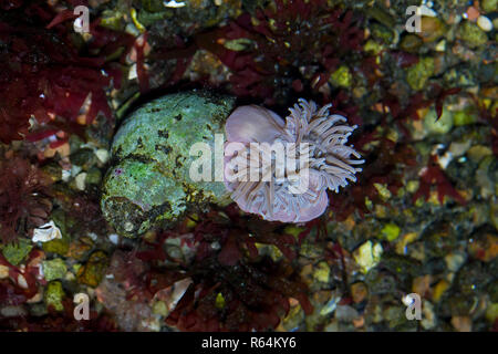 (Beadlet anemone Actinia Equina) im Rock Pool, Seeanemone gefunden, die auf das steinige Ufer aus Westeuropa und das Mittelmeer, Südafrika Stockfoto