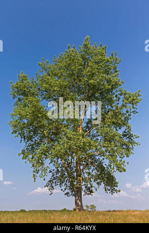 Schwarzpappel (Populus nigra) Baum im Sommer, Arten von cottonwood Pappel heimisch, Südwest- und Zentralasien, und Nordwestafrika Stockfoto