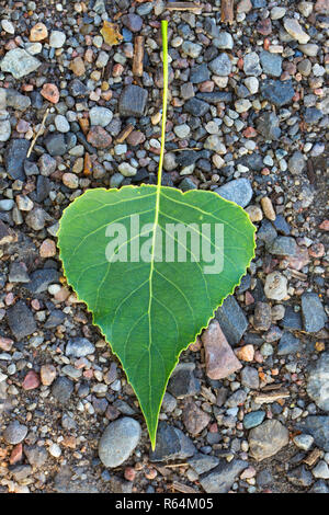 Schwarzpappel (Populus nigra) gefallen Blatt auf dem Boden im Sommer Stockfoto