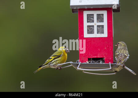 Eurasischen siskins/European siskin/common Siskin, (Spinus spinus) männlich und weiblich Essen Sonnenblumenkerne an Bird Feeder in Garten im Winter Stockfoto