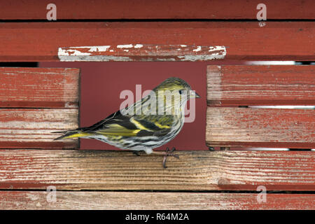 Eurasian siskin/European siskin/common Siskin, (Spinus spinus) weiblichen Bird Feeder in Garten im Winter Stockfoto