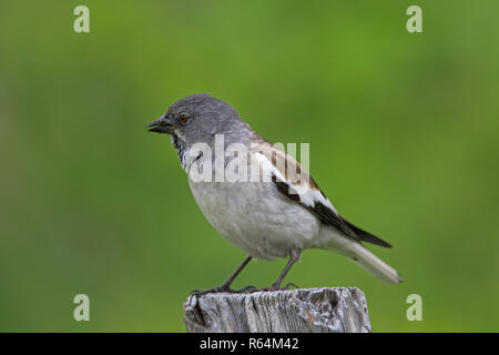 White-winged snowfinch (Fringilla Montifringilla nivalis/nivalis) auf Zaun post im Sommer gehockt, beheimatet in den Pyrenäen und Alpen Stockfoto