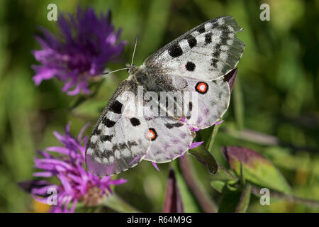 Mountain Apollo (clossiana Apollo) Schmetterling Fütterung auf Nektar von Blüten, native zu den alpinen Wiesen und Weiden des kontinentalen europäischen Berge Stockfoto