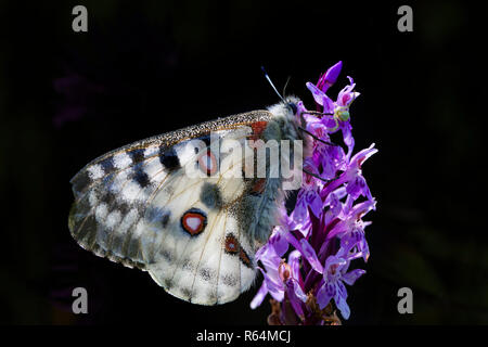 Mountain Apollo (clossiana Apollo) Schmetterling Fütterung auf Nektar von Blüten, native zu den alpinen Wiesen und Weiden des kontinentalen europäischen Berge Stockfoto