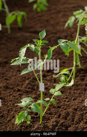 Tomaten Setzlinge im Gewächshaus im Frühjahr. Tomate Jungpflanzen für den Garten gewachsen. Stockfoto