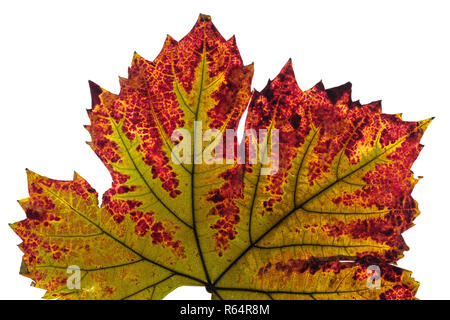 Die Verfärbung des Weinblatt in grün und rot im Herbst Stockfoto