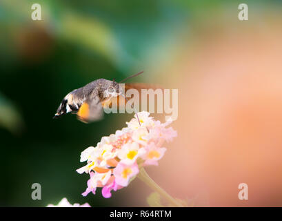 Hummingbird Hawk-moth schwebt über lantana Blume Stockfoto