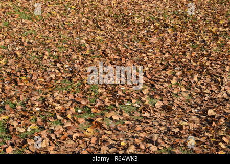 Strukturelle Hintergrund von gefallenen Blätter einer Pappel. Ein Teppich von Laub im Herbst. Die wurde Gelb Herbst trockene Blätter einer Pappel. Stockfoto