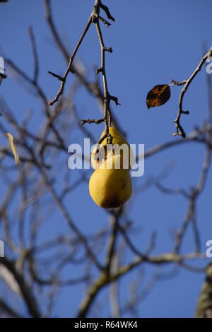 Zwei Früchte einer Birne auf einem Zweig hängen. November Obst Stockfoto