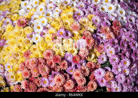 Ein großer Blumenstrauß von Gelb, Weiß, Rot und Lila Chrysanthemen. Chrysanthemen im Herbst sonniger Tag Stockfoto