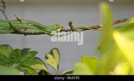 Zwei männliche raue Gras Schlangen (opheodrys aestivus) auf Zweig Stockfoto