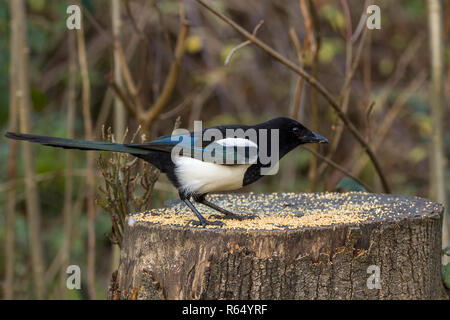 Magpie (Pica Pica) vertraute schwarze und weiße Krähe mit langen, keilförmigen Schwanz und öligen blau grün Glanz auf Flügel und Schwanz einziehen auf Samen auf einem Baumstumpf. Stockfoto