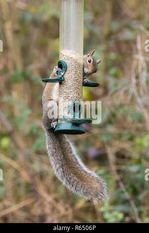 Graue Eichhörnchen (Sciurus carolinensis) Ernährung auf Sonnenblumenkerne aus einem futterhaus in der Warham Wildlife Reserve Horsham Großbritannien über akrobatische Fähigkeiten. Stockfoto