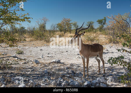 Schwarz konfrontiert impala Stockfoto