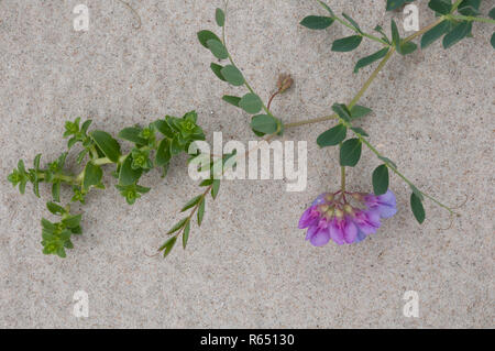 Meer Pea (Lathyrus japonicus) und Meer Sandwort (Honkenya peploides) in einer Düne Lebensraum, Jütland, Dänemark Stockfoto